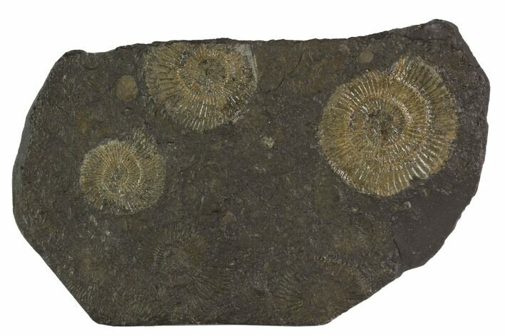 Dactylioceras Ammonite Cluster - Posidonia Shale, Germany #100280